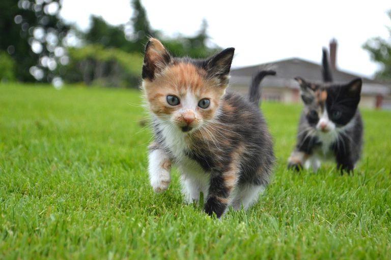 Musawir_pet photography